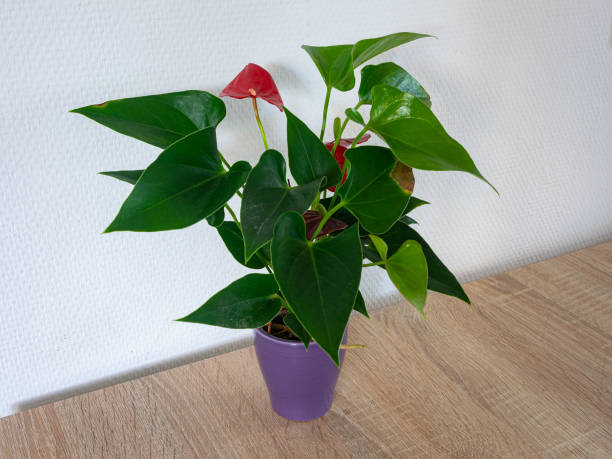 istock Red flamingo flower in a pot 1446452229