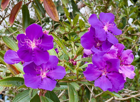 Horizontal closeup photo of green leaves and vibrant purple flowers growing on a Tibouchina tree in Spring. Byron Bay, subtropical north coast of NSW.