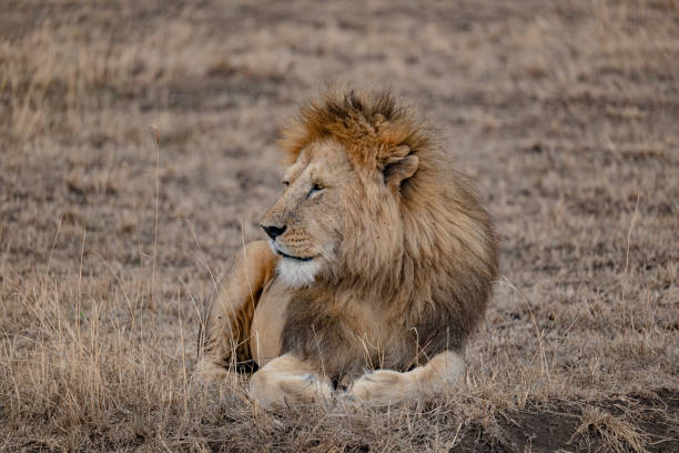 istock Lion in the wild 1446453275