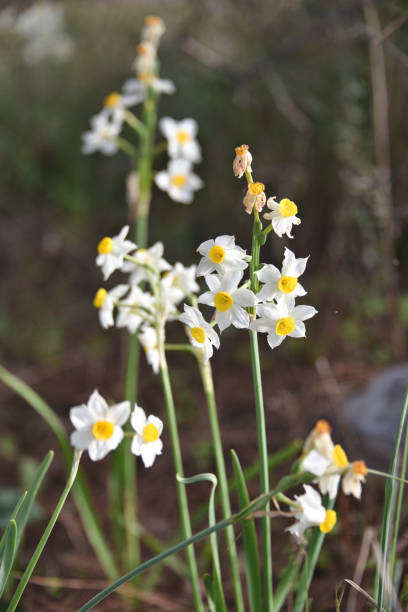 istock Wild daffodils in the winter forest in the Judean mountains 1446453379
