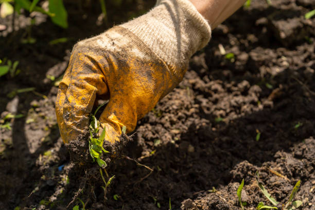 istock Man is farming in the garden, closeup view. 1446453632