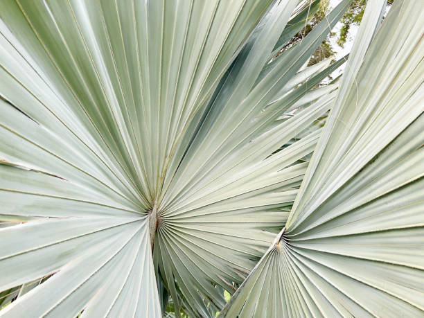 istock Silver Fan Palm Closeup 1446454394
