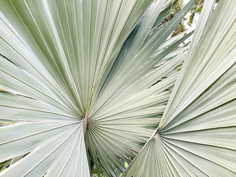 Horizontal extreme closeup photo of the silver grey green leaves of a Silver Fan Palm growing in a tropical garden in Spring. Byron Bay, subtropical north coast of NSW.