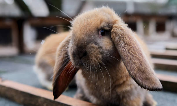 istock Ginger fluffy domestic rabbit in a cage. 1446455826