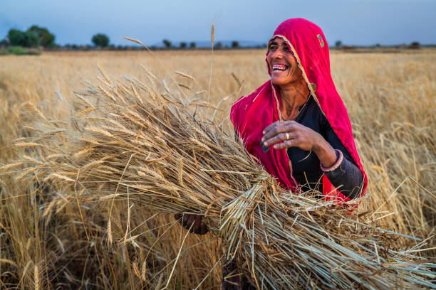 istock Indian woman collecting a wheat, India. 1446457233