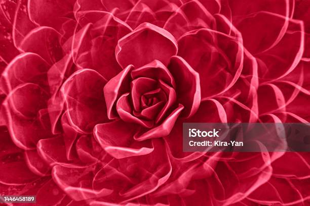 Rock Rose Succulent Plant Rosette Closeup Abstract Floral Pattern Image Toned In Color Of Year 2023 Viva Magenta Stock Photo - Download Image Now