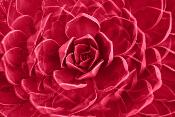 rock rose succulent plant rosette closeup. abstract floral pattern. image toned in color of year 2023 viva magenta - viva magenta stok fotoğraflar ve resimler