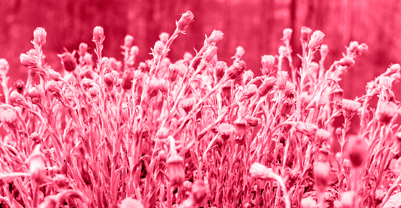 Viva Magenta color of the year 2023 Meadow with spring young yellow flowers mother and stepmother close-up, plant natural background with copy space, Tussilago farfara, selective focus