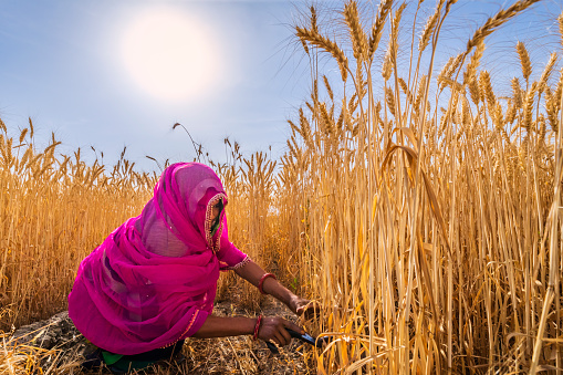 Young Indian woman cutting a wheat in a village near Jaipur city, Rajasthan, India.