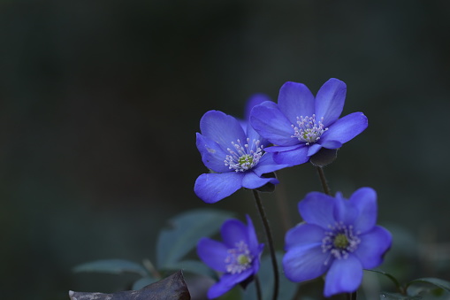 Anemone hepatica flowers in the forest in winter
