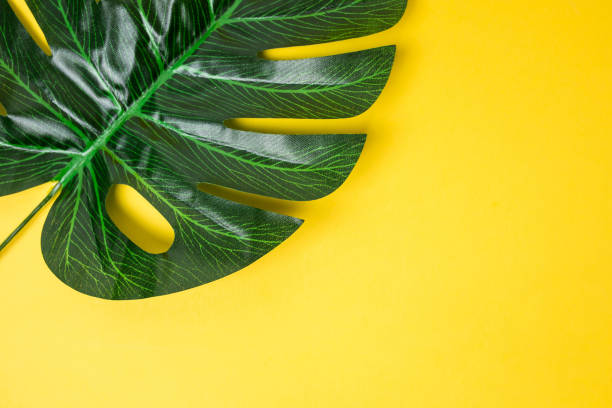 istock Monstera plant leaves isolated on yellow background 1446463227