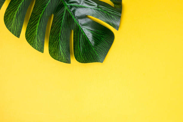 Monstera plant leaves isolated on yellow background