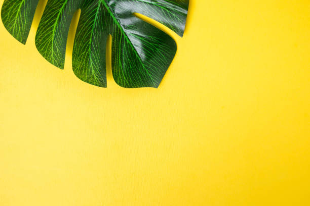 istock Monstera plant leaves isolated on yellow background 1446463235