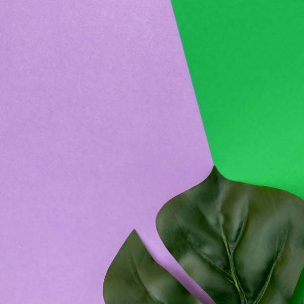 istock Purple and green backgrounds with Monstera leaf 1446463247
