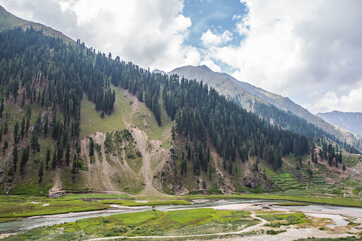 Fine Trees forest Landscape Naran Jhalkand