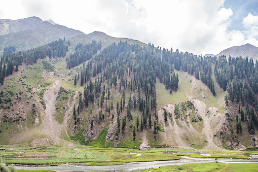 Fine Trees forest Landscape Naran Jhalkand