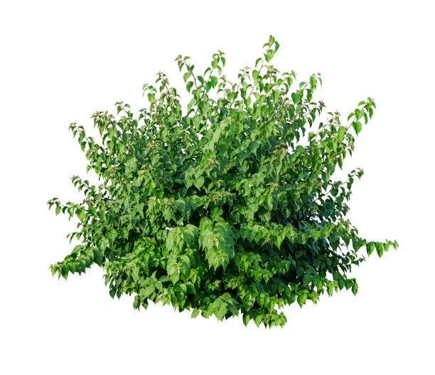istock Tropical plant flower bush shrub tree isolated on white background with clipping path 1446464223