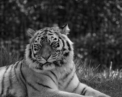 Park with animals. Crowded place. Tiger on the grass close up.