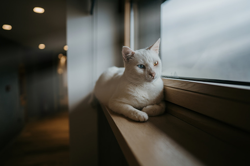 White cat with differently colored eyes lying on window sill and looking through window