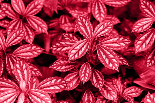Fittonia variegated close up tropical houseplant background toned with color of the year 2023