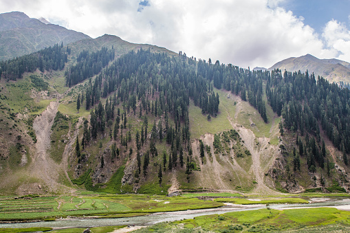 Fine Trees forest Landscape Naran Jhalkand