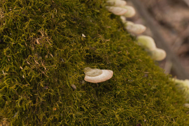 Polypore mushrooms (maybe  Trametes gibbosa) grow on a tree stump covered with green moss