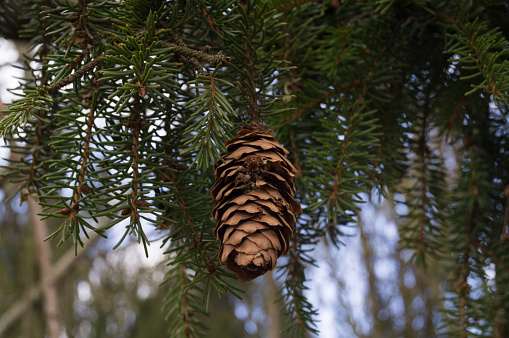 Little spruce branchlet with dry cone.
