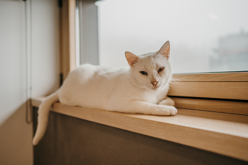 White cat lying on window sill and looking at camera