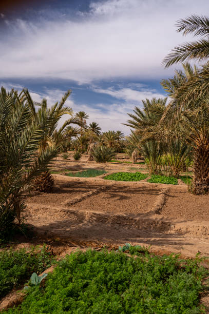 istock A typical African oasis in a Sahara desert, Morocco. Ecological, extensive agriculture. 1446466613