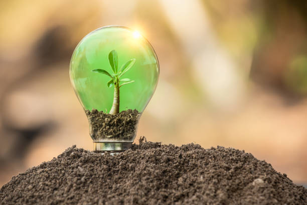 istock The tree growing on the soil in a light bulb. 1446466675