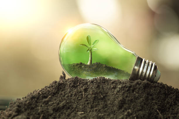 istock The tree growing on the soil in a light bulb. 1446466833