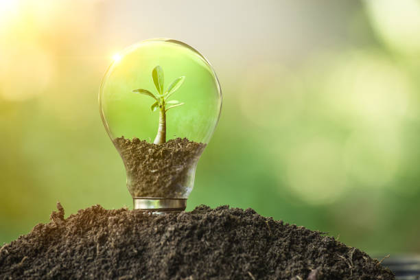 istock The tree growing on the soil in a light bulb. Creative ideas 1446466834