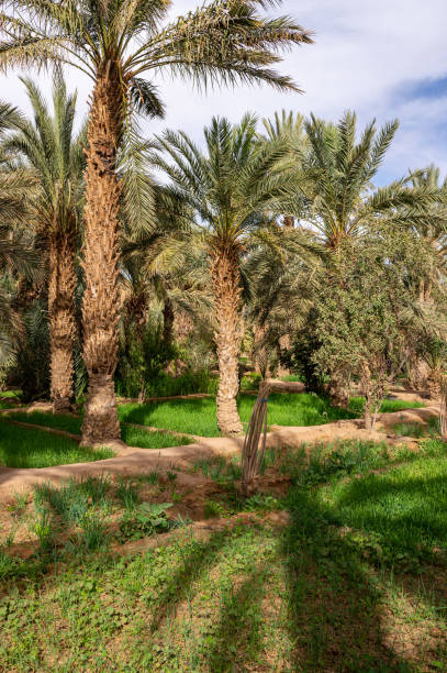 istock A typical African oasis in a Sahara desert, Morocco. Ecological, extensive agriculture. 1446467873