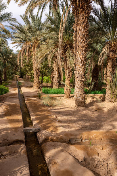 istock A typical African oasis in a Sahara desert, Morocco. Ecological, extensive agriculture. 1446468073