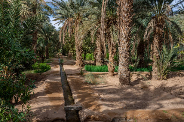 istock A typical African oasis in a Sahara desert, Morocco. Ecological, extensive agriculture. 1446468239