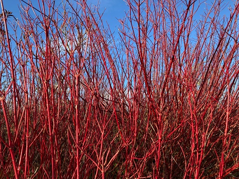 Bright fiery red dogwood stems against blue sky