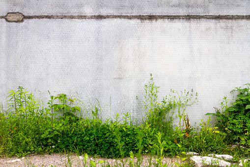 Urban grungy gray concrete wall with green grass. Grunge vintage background of green grass and concrete texture.