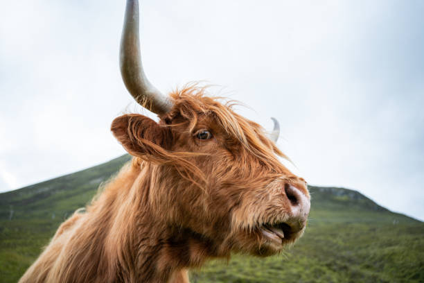 istock Portrait of a cow 1446469298