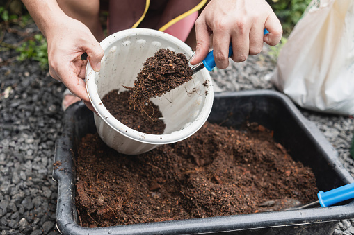 Scoop soil and fertilizer in trays into pots, ready for planting.
