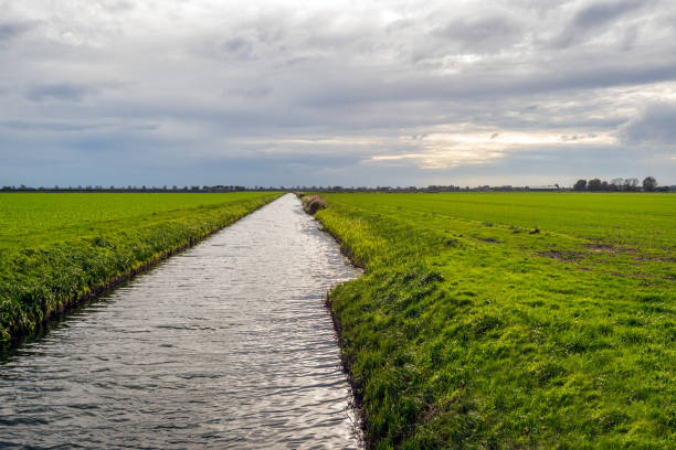View of meadow in the Groene Hart in the Benschopper Molenvliet, Staatsbosbeheer.