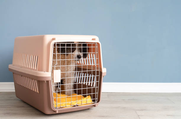 mignon bichon frise dog sitting par une cage de transport de voyage, fond mural bleu - panier de voyage photos et images de collection