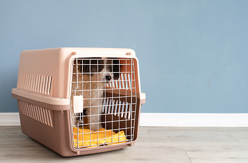 Travel carrier box for animals. Cute bichon frise dog sitting by travel pet carrier, blue wall background, copy space