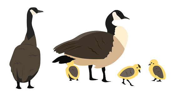 Male and female Canada geese and their younglings walking about, vector illustration