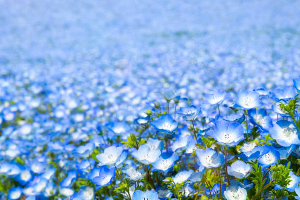 Nemophila field in full bloom.