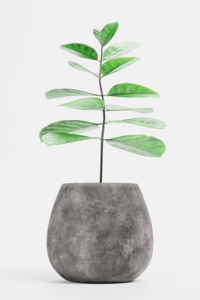 istock Realistic 3D Render of Coffe Plant in Pot 1446475000