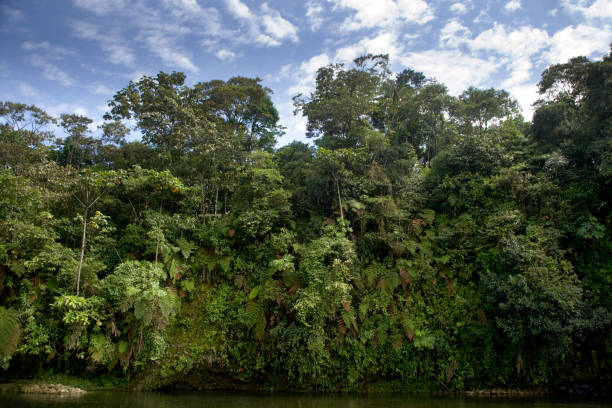 istock Rainforest and trees near Shell, Pastaza, Ecuador 1446476250