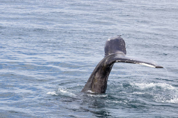 rorqual commun à bosse lors d’un safari aux baleines au départ de husavik, islande - nautical vessel journey diving flipper photos et images de collection