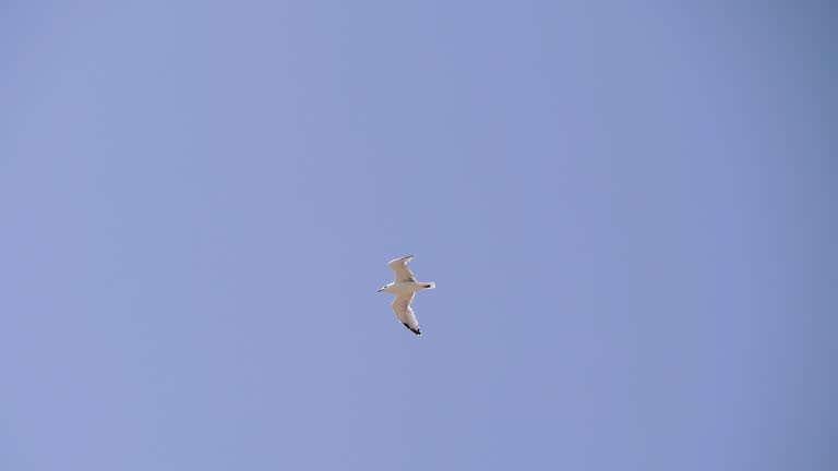 Flight of a seabird against a clear blue sky.