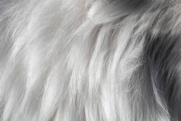 Angora goat wool close-up. Mohair. shiny fibre. Yarn production.