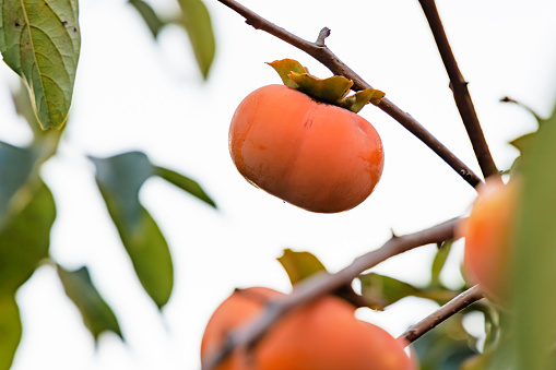 Agriculture. Ripening persimmon hanging on branches close-up in an autumn, overcast day  in the mountains.